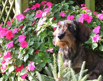 ...das ist doch der Gipfel... was will denn dieser Vogel in meinem Garten?