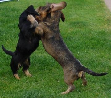 tanze mit mir einen Tango...